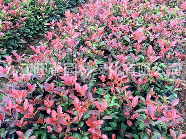 紅葉石楠